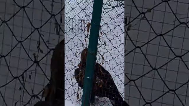 Москва зопарк смотреть онлайн