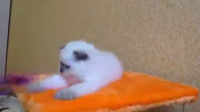 Шотландские котята питомник Lanssary смотреть онлайн