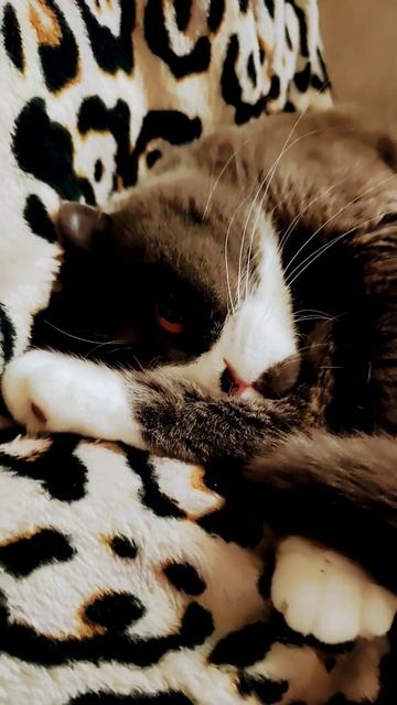 Бонька спрятала носит и отдыхает #cat #кот #котик #котики #прикол #животные #кошка 😸😺🥰🤗 смотреть онлайн