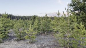 Питомник Pine Garden. Хвойный сад по доступным ценам по всей России. Телефон 89695315069