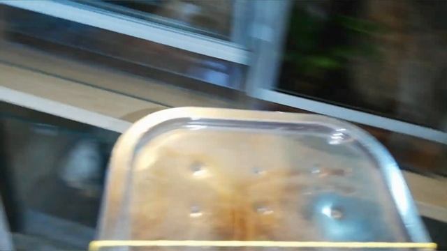 odbieranie i otwarcie kokonu przepięknej poecilotheria ornata смотреть онлайн