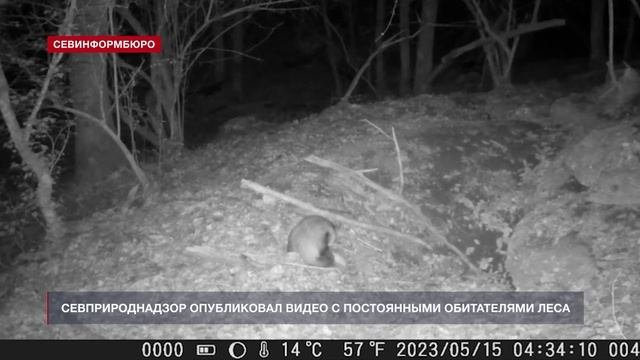 В Севастополе фотоловушка поймала диких кабанчиков, косулю и барсука