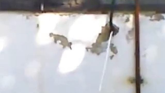 голубь смотреть онлайн