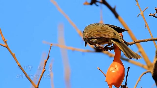 까치밥 도둑들_채널A 오늘의 영상_스마트리포터 동영상 смотреть онлайн