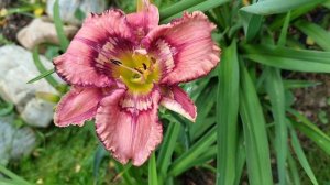 Цветение лилейника Get jiggy. Сразу как надо.  И немного других.