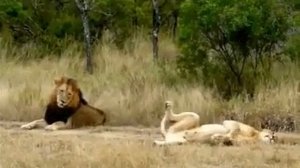 ЛЬВИЦА ХОЧЕТ ЛЮБВИ И ЛАСКИ