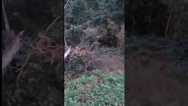 Лось.Гон. смотреть онлайн