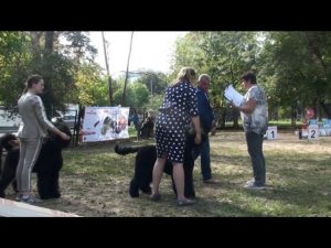 БсБ Маккенза, победитель промеж.класса 2018