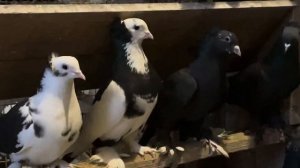 ЛЕНИНАКАНСКИЕ ГОЛУБИ СЭВ ПИТОМНИК МАРКА