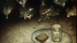 Мультфильмы: Сказка сказок