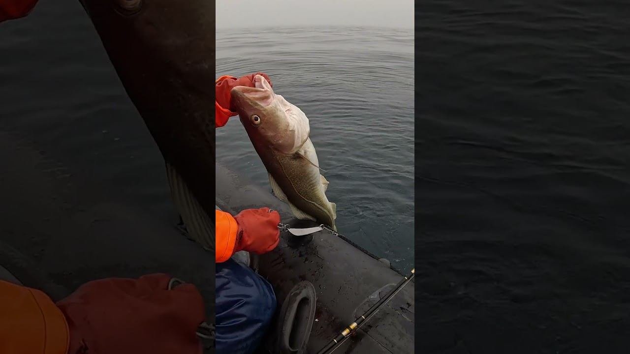 ТРОФЕЙНАЯ МОРСКАЯ РЫБА В СЕВЕРНОМ МОРЕ #рыбалка #fishing #fishinglure