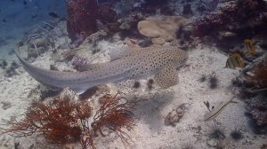 Thailand, The Wonderful Underwater World