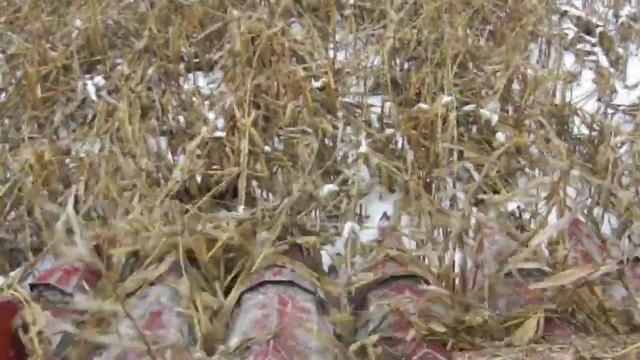 испытания жатки кукурузной ЖК-80 аналог Geringhoff смотреть онлайн