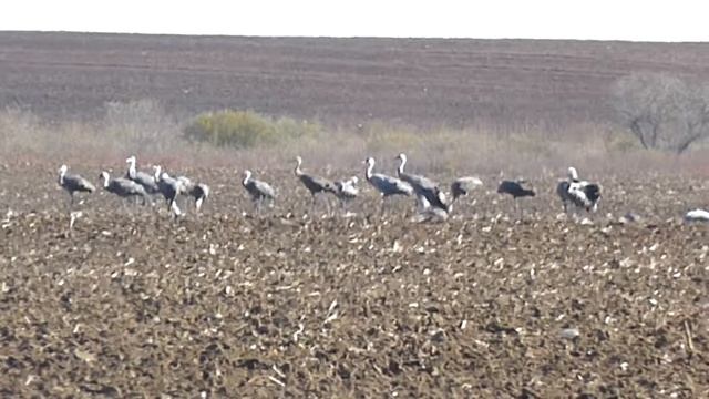 Журавли на полях Амурского заказника смотреть онлайн