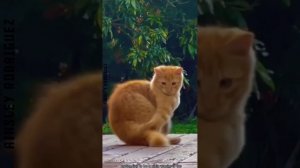 подборка смешных котов