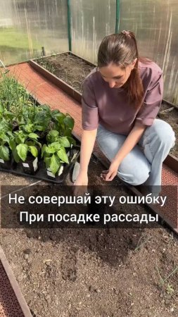 Не совершай эту ошибку при посадке рассады