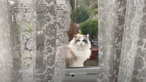 166. Теперь отчетливо поняла, как плохо они относились ко мне. Наше утро в Британии.