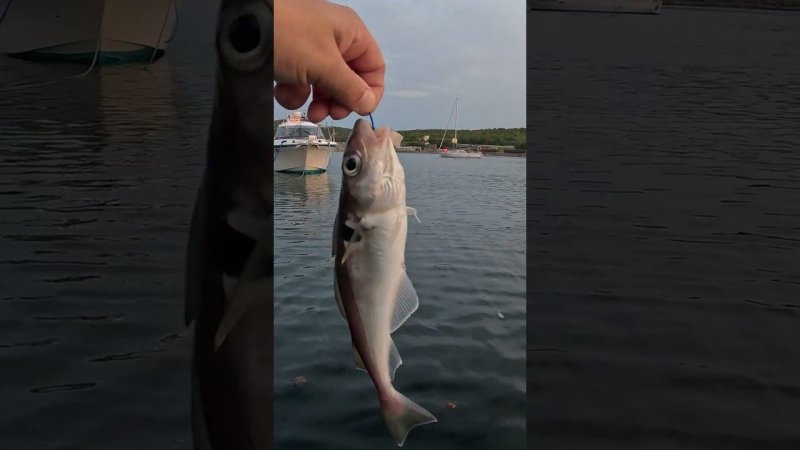 на заливе Север #fishing