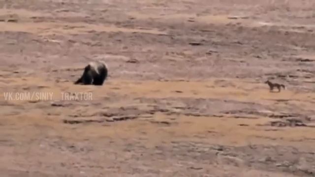 Снюсовый лис