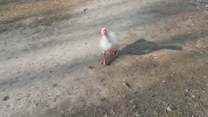 Гусь напал на человека