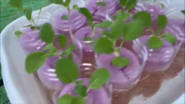 How To Rescue LEGGY SEEDLINGS (Lettuce & Bok Choy) - DIY Hydroponics for Beginners #hydroponics #di смотреть онлайн