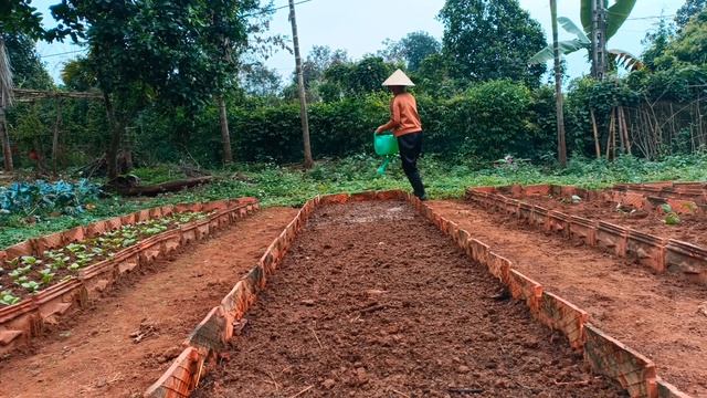 Country life: Gardening growing spring vegetables harvesting cauliflower and cooking