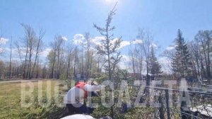 Бугульма присоединилась к Международной акции «Сад памяти»