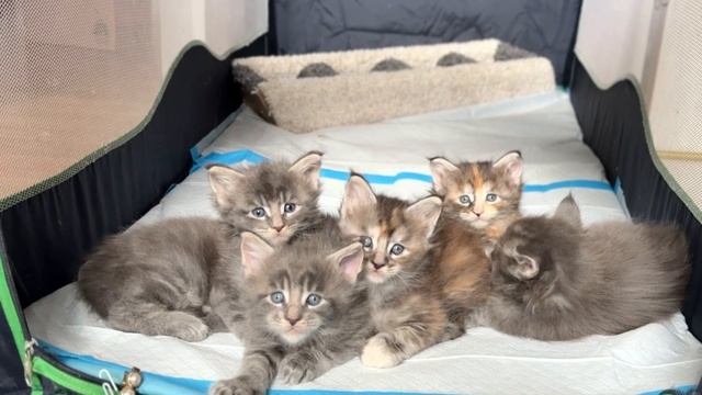 Котята