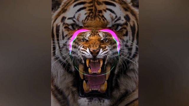 песня че за лев🦁 это тигр.🐯