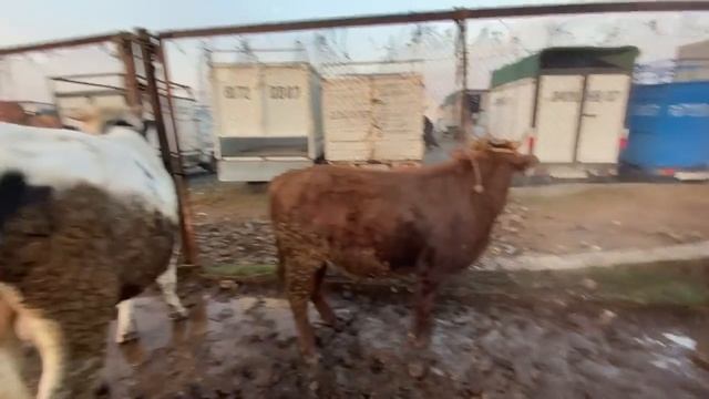 КАРТОШКА ЧАВ ГАНДУМ ШАНБЕБОЗОРИ РЕГАР НАРХИ БУКАЧА ГНОЧИНО МОЛИ ФАРБЕ ЧИЛСОЛАГИЙ КИРКЙИЛЛИК 10-12-2