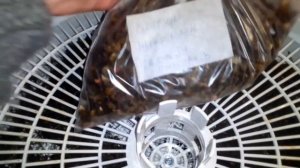 сушим соленые огурцы и укроп