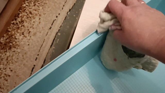 КРЫСКИ: Уборка клетки у четырёх девочек крысок. смотреть онлайн