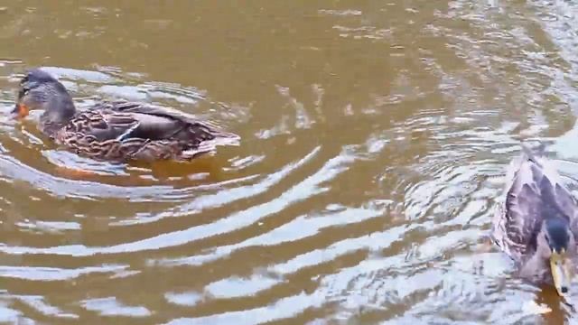 Кормим уток у ж/д моста смотреть онлайн