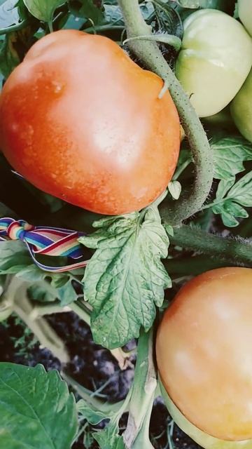 GROW BEEFSTEAK TOMATOES! #garden #vegetables #tomatoes #shorts смотреть онлайн