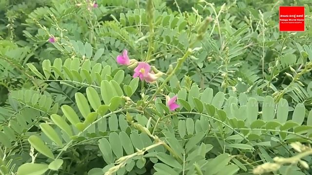 చెడిపోయిన కిడ్నీని 7 రోజుల్లో తిరిగి బాగుచేసే మొక్క వెంపలి చెట్టు | #VempaliChettu For Kidney смотреть онлайн