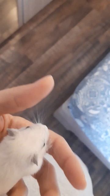 Ручная песчанка(ей 1 месяц) #animal #gerbils #cute #pet #монгольская #squirrel #песчанки #хомяк