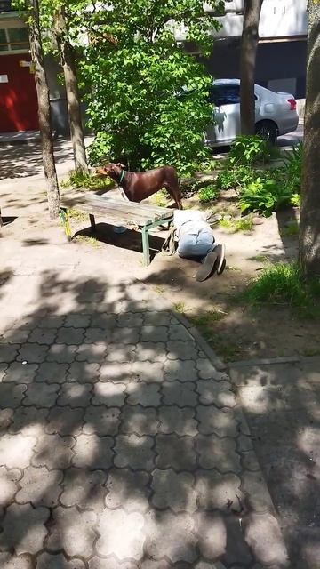 купил собаке воды, не прошëл мимо, делай добро бро, делай добро #собака #рек #врек #калининград