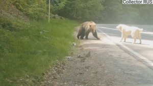 Храбрая собака отпугивает медведя