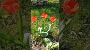 Прогулка по саду с мамой