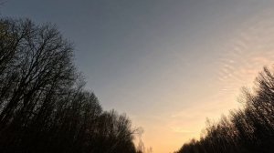 Открытие сезона 2025 года на вальдшнепа.