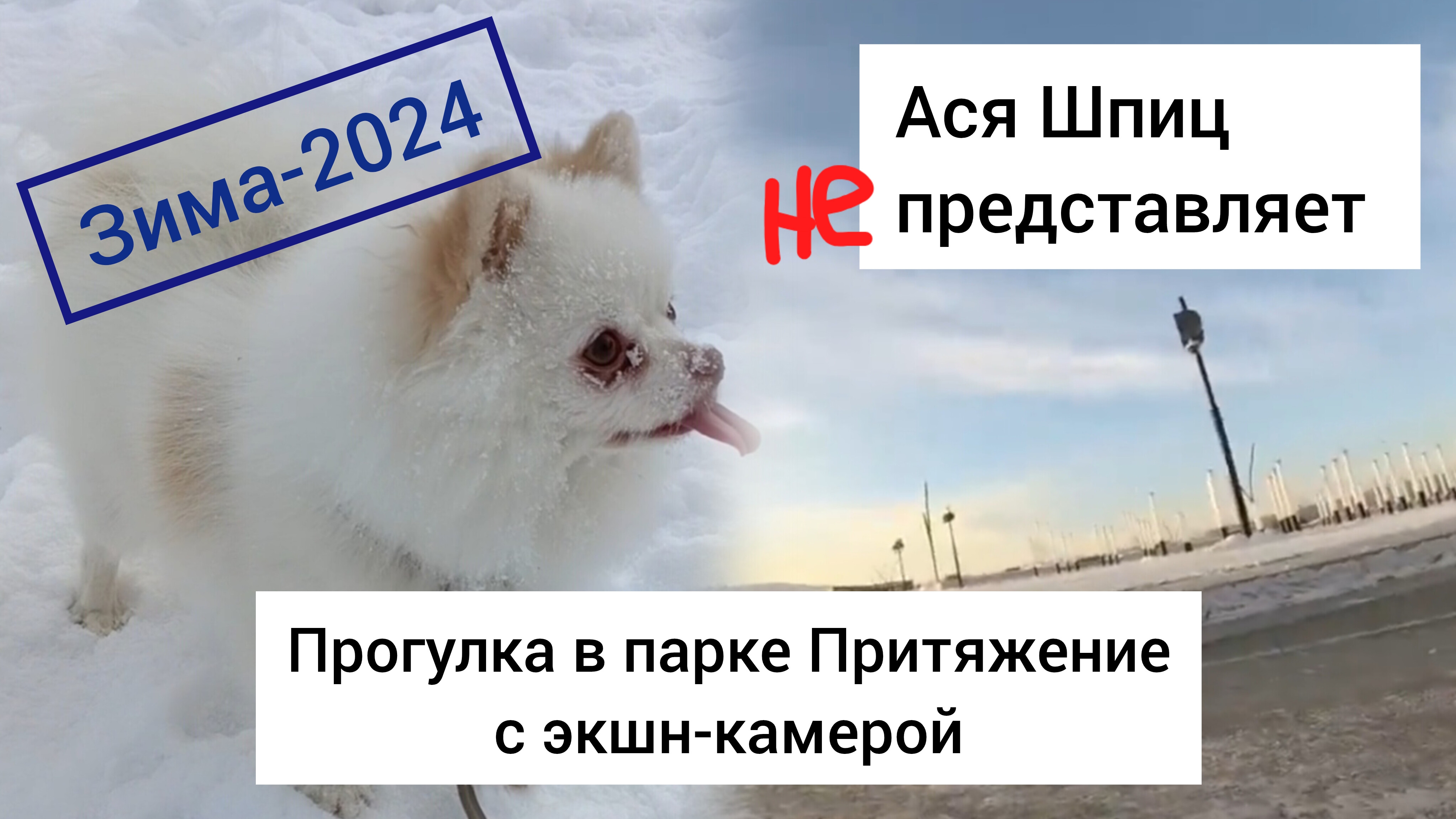Прогулка в парке Притяжение глазами собаки