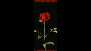 Роза чайная  Стихи Игоря Северянина Музыка и исполнение Владимир Черняев