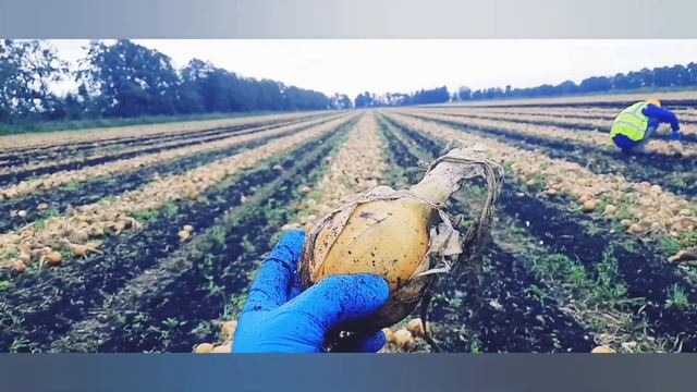 кор дар Англия. пиёз. Лук. onions 🌰. работа в Англия. 2023