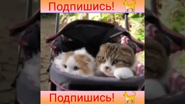 Юность// песня от котов смотреть онлайн