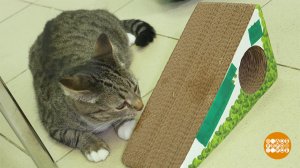 Перевоспитываем кота. Липкая лента поможет. Доброе утро. Фрагмент выпуска от 22.04.2025