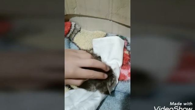 Спасение котёнка (часть 2) котёнок бася смотреть онлайн