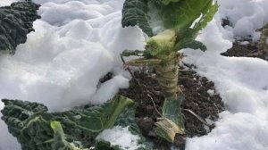 Зачем садоводы на своих грядках оставляют кочерыжки от капусты?