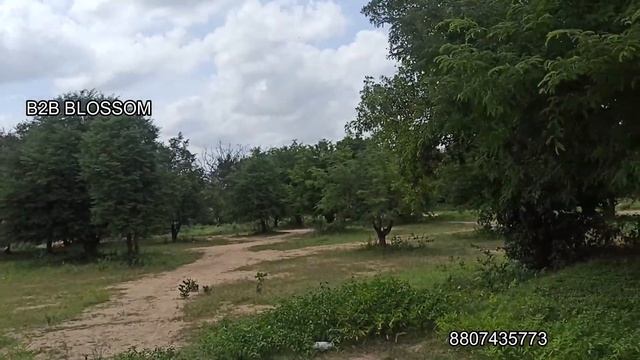 3 ACRE FULLY SOLAR FENCED 60 COCONUT TREES. ON TAR ROAD. EXCELLENT FOR FARM HOUSE, AGRI | INVESTMEN смотреть онлайн