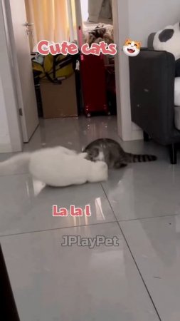 Осторожно, котики!35