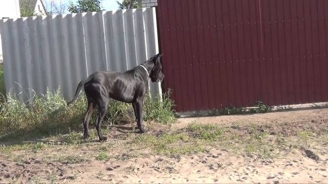 Лёва и Лола. De Fionix Volhov & Iolanda Incoronata смотреть онлайн